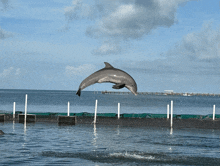 a dolphin is jumping out of the water in front of a pier
