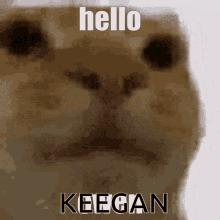Keegan Hello GIF - Keegan Hello Cat GIFs