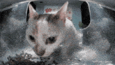 Mrs Kirby Hello Street Cat GIF - Mrs Kirby Kirby Hello Street Cat GIFs