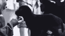 a black and white photo of a person holding a small black dog .