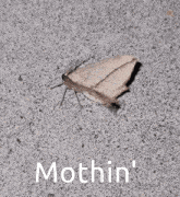Moth Dance GIF - Moth Dance Windy GIFs