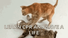 wake cpr
