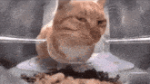 Cat Cat Meme GIF - Cat Cat Meme Eating GIFs