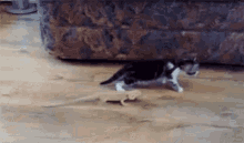 a cat and a lizard are playing on a wooden floor in a living room .
