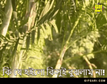 Bangla Bangladesh GIF