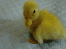 I'M Outta Here! GIF - Duck Cute Baby GIFs