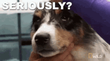 Seriously? GIF - Seriously Dr Pol Nat Geo GIFs