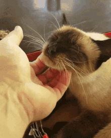 Shamu Seal Point GIF - Shamu Seal Point Siamese Cat GIFs