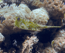 a yellow fish with blue spots is swimming in the water