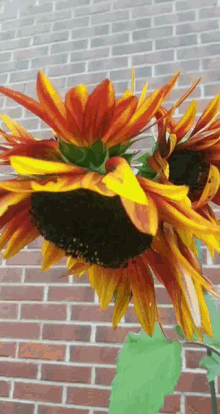 Quad Sunflower GIF - Quad Sunflower GIFs