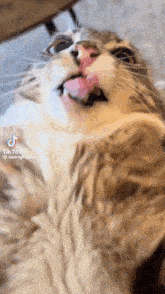 a close up of a cat laying on its back with its tongue hanging out .