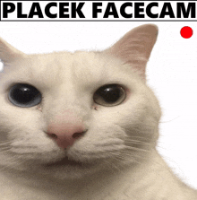 placek placek facecam facecam placek all the way we love placek