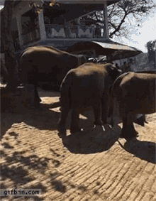 Elephants Baby Elephants GIF - Elephants Baby Elephants Head Stand GIFs