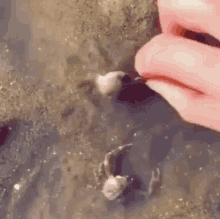 Cangrejos Crab GIF - Cangrejos Crab Dont Touch GIFs