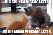 big chunga niggacaster joe mama plasmacaster kitten cat fight