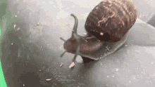 Snail Shaking GIF - Snail Shaking Shake GIFs