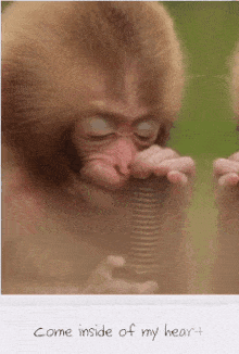 Baby Monkey Wild Monkey GIF - Baby Monkey Wild Monkey Snow Monkey GIFs