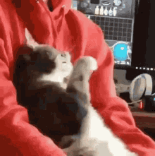 Wat Is A Goin A On Here Cat GIF - Wat Is A Goin A On Here Cat Look GIFs