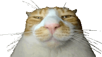 a close up of an orange and white cat 's face with a white background
