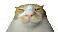 a close up of an orange and white cat 's face with a white background