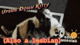 a cat laying on its back with the words upside down kitty
