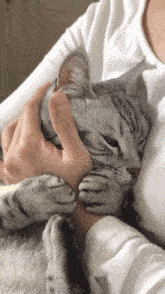 a person is petting a sleeping cat with their thumb