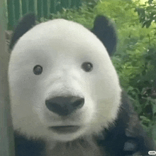 a panda bear is looking at the camera and making a funny face .
