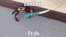 London Crab GIF - London Crab GIFs