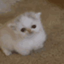 a white kitten is laying on the floor with its mouth open and yawning .