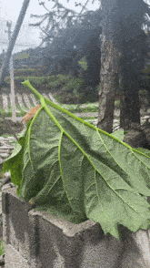 a large green leaf is sitting on a concrete block