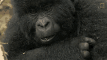 Chewing Top3mountain Gorilla Moments GIF - Chewing Top3mountain Gorilla Moments World Gorilla Day GIFs