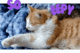 Eepy Eepy Cat GIF - Eepy Eepy Cat Sleepy GIFs