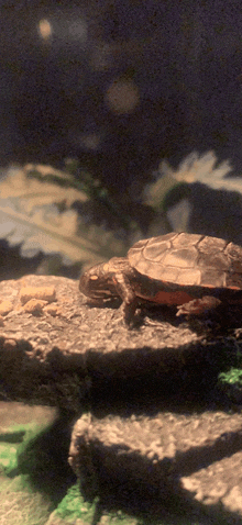 a turtle is laying on a rock in a tank