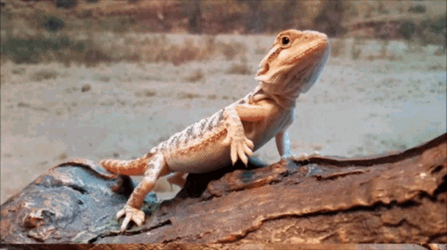 What Does It Mean When A Bearded Dragon Waves At You GIF - What Does It Mean When A Bearded Dragon Waves At You GIFs