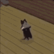 GIF