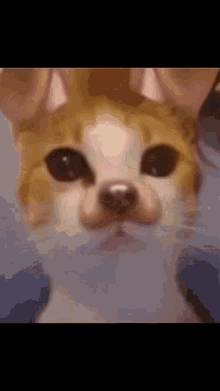 a close up of a cat 's face that looks like a dog .