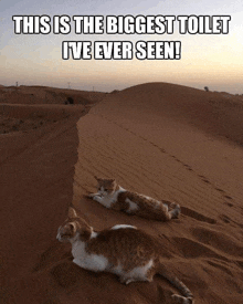 Cats Meme GIF - Cats Meme Desert GIFs