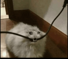 a fluffy white cat with a cord around its neck