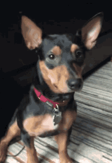 GIF