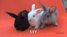 Cute Bunnies GIF - Cute Bunnies Pets GIFs