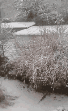 a snowy landscape with a few trees and bushes covered in snow