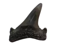 a large shark tooth is shown on a white background