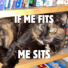 Cat Small Space GIF - Cat Small Space If Me Fits I Sits Cat Cocoa GIFs
