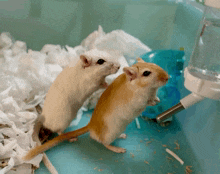 two small mice are standing next to each other in a cage