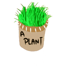 plant transparent