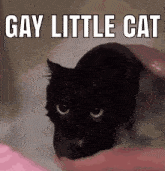 Sols Bug Jar Gay Little Cat GIF - Sols Bug Jar Gay Little Cat Cat GIFs