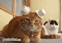 可愛い動物　猫　逃げる　迷ってる GIF - Cute Animal Cat Creamer GIFs