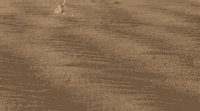 a spider is crawling through the sand on the ground .