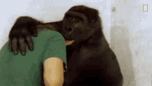 hugging koko watch koko the gorilla use sign language in this1981film world gorilla day embrace