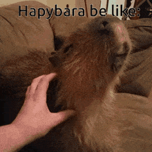Happybara Hapybara GIF